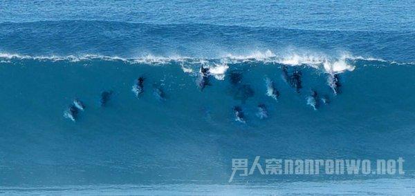 小鸡要回家